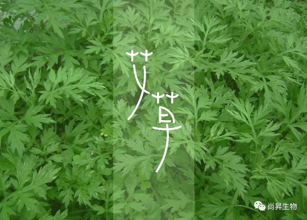 青青艾草，除濕珍寶